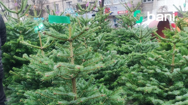 (FOTO) În sectoarele Capitalei a început comercializarea brazilor naturali. Află cât costă