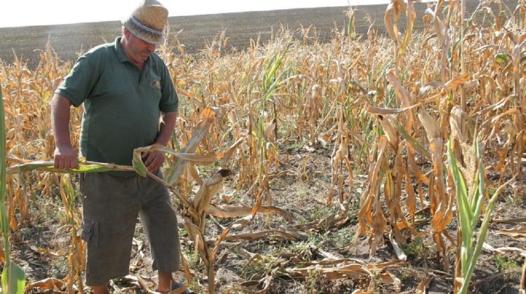 Drama fermierilor! Seceta și războiul le-au topit speranțele. FAO: Există riscuri pentru viitorul sezon de recoltare