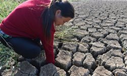 Situație disperată în agricultură. Pâine mai scumpă la anul?! Recolta de cereale, la jumătate