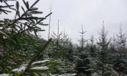 (FOTO) START vânzare pomi de Crăciun. Moldsilva anunță prețul brazilor