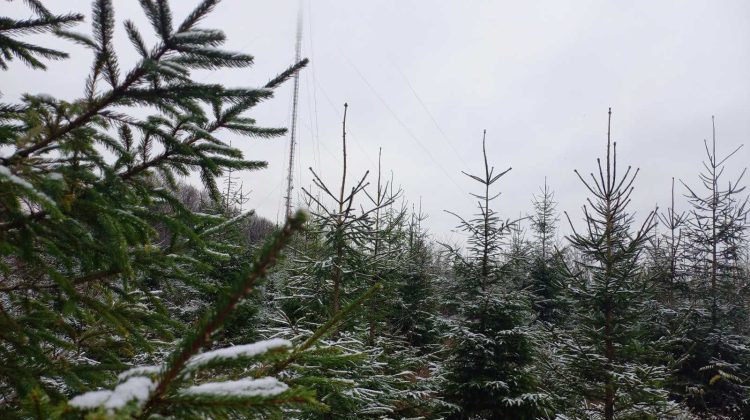 (FOTO) START vânzare pomi de Crăciun. Moldsilva anunță prețul brazilor