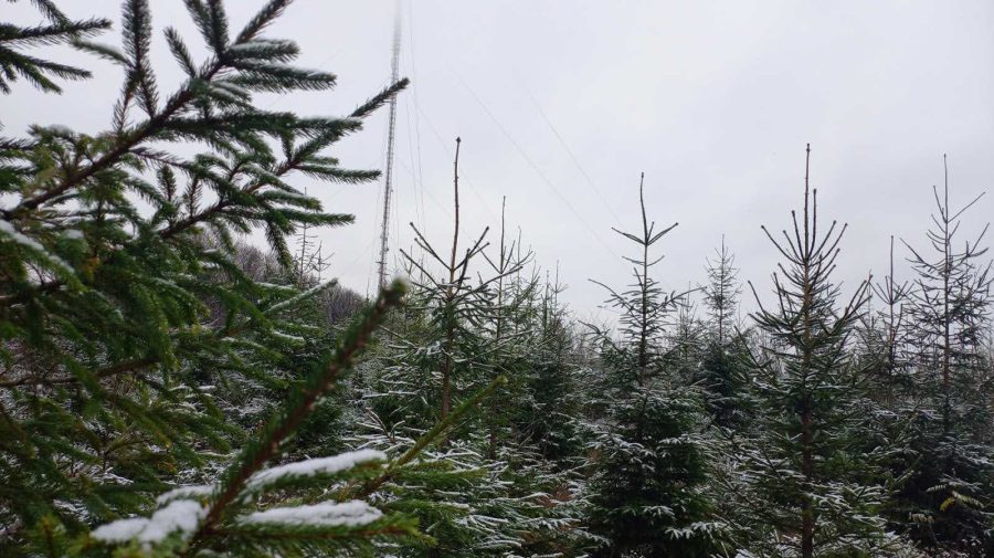 (FOTO) START vânzare pomi de Crăciun. Moldsilva anunță prețul brazilor