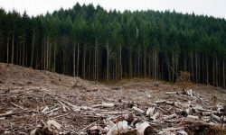 Jaful din păduri ajunge pe masa mai marilor de la Ministerul Mediului. Amenzile de 400 mii de lei