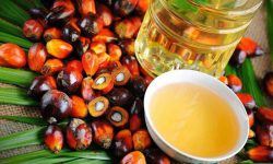 UE interzice importul de produse provenite de pe terenuri defrișate