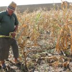 Ipocrizie la hectar! Deputata care a crescut sărăcia cu 40% dă lecții agricultorilor