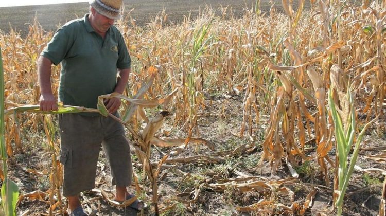 Ipocrizie la hectar! Deputata care a crescut sărăcia cu 40% dă lecții agricultorilor