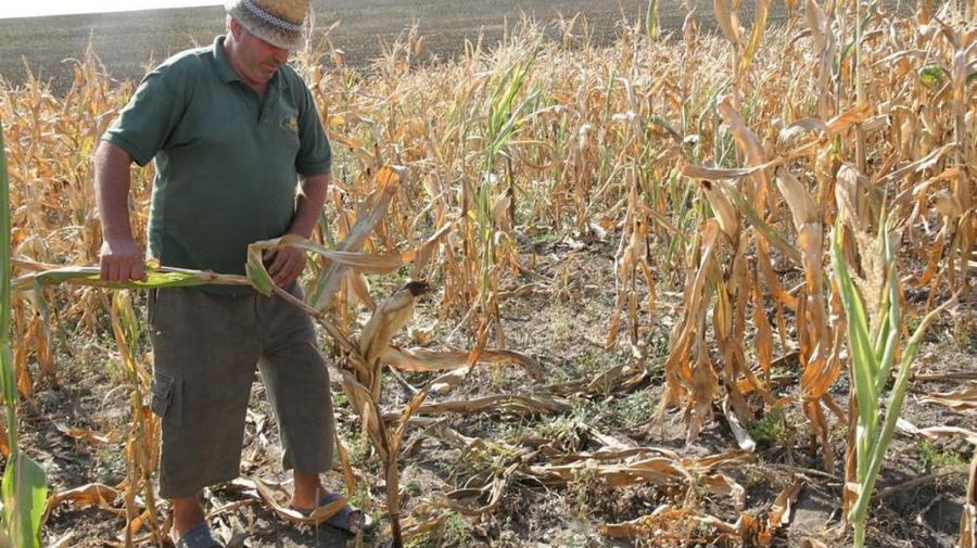 Ipocrizie la hectar! Deputata care a crescut sărăcia cu 40% dă lecții agricultorilor