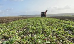 Situație alarmantă pentru industria zahărului! Suprafețele de sfeclă de zahăr se reduc cu viteza lumii