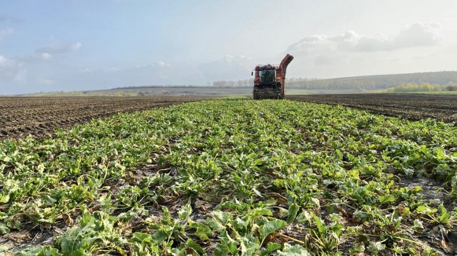 Situație alarmantă pentru industria zahărului! Suprafețele de sfeclă de zahăr se reduc cu viteza lumii