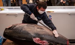 Un ton roşu de 212 kilograme s-a vândut la licitație cu 257.000 de euro