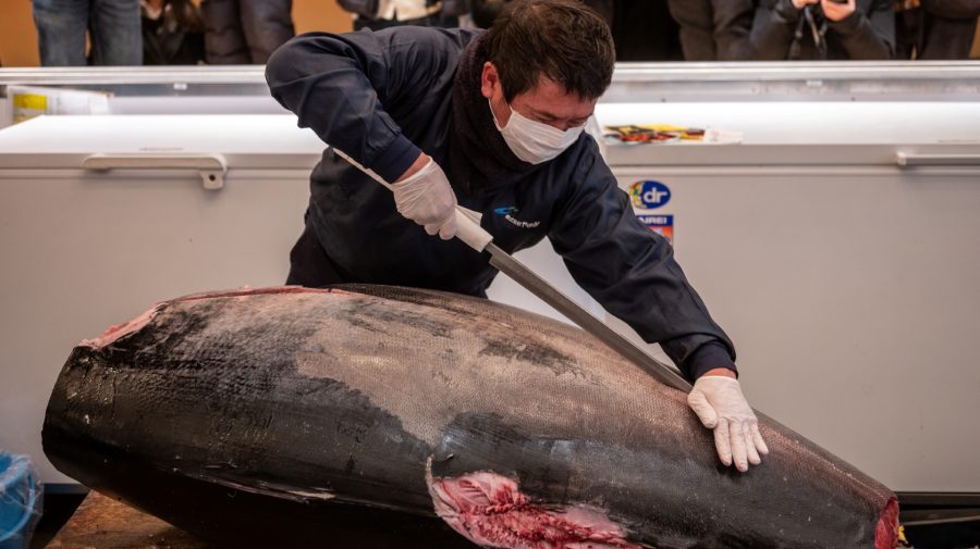 Un ton roşu de 212 kilograme s-a vândut la licitație cu 257.000 de euro