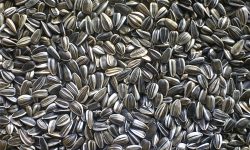 Magnatul cerealelor înfruntă un șoc: Boom în exportul de floarea-soarelui – Fermierii își vând recolta în străinătate