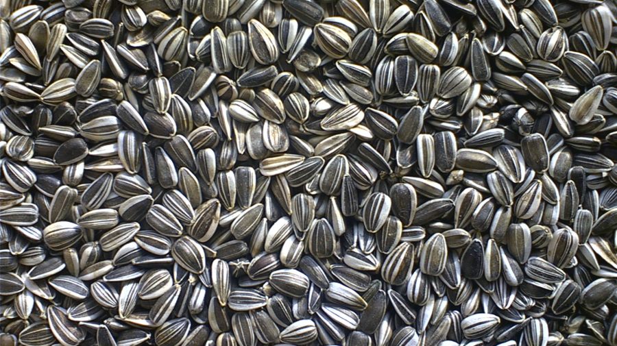 Magnatul cerealelor înfruntă un șoc: Boom în exportul de floarea-soarelui – Fermierii își vând recolta în străinătate