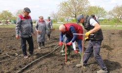 Superfructul care aduce profituri uriașe, plantat de Bolea