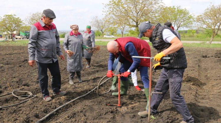 Superfructul care aduce profituri uriașe, plantat de Bolea