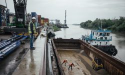 Șoc pe piețele agricole: grâul moldovenesc se devalorizează, în timp ce oleaginoasele câștigă teren