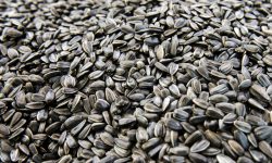 Exporturile de floarea-soarelui s-au redus cu aproape 20%! Spania cumpără ieftin, Turcia plătește premium