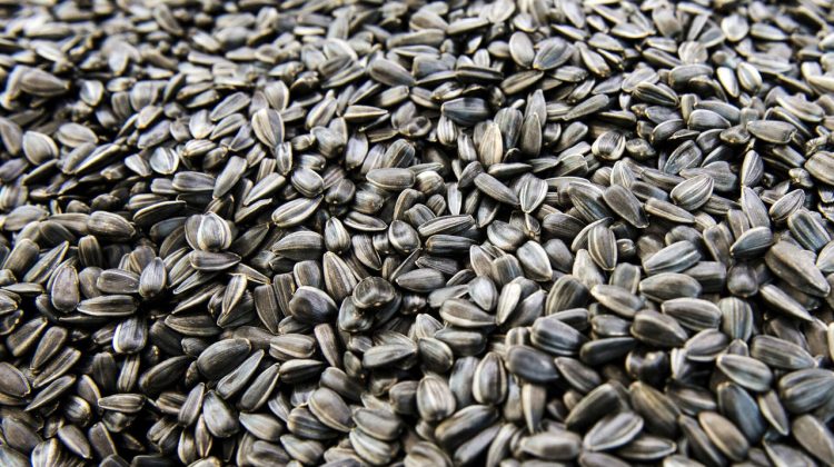 Exporturile de floarea-soarelui s-au redus cu aproape 20%! Spania cumpără ieftin, Turcia plătește premium