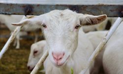 Începe programul ,,Prima Capră”. Primarul unei insule italiene oferă capre gratis oricui este interesat