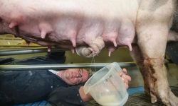 Înghețata din lapte de scroafă: ce gust are și cine o produce