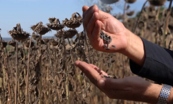 Turcia ne ia floarea soarelui, noi rămânem cu paiele! Fabricile stau, semințele pleacă. Record la exporturi