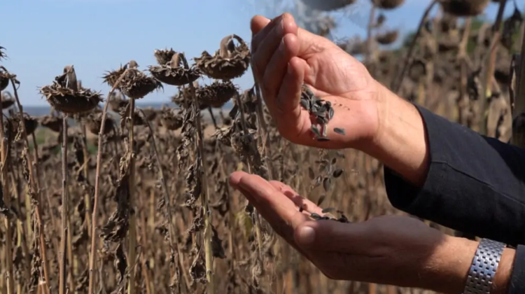 Floarea-soarelui atinge culmi istorice, dar industria de ulei pierde 66% din exporturi