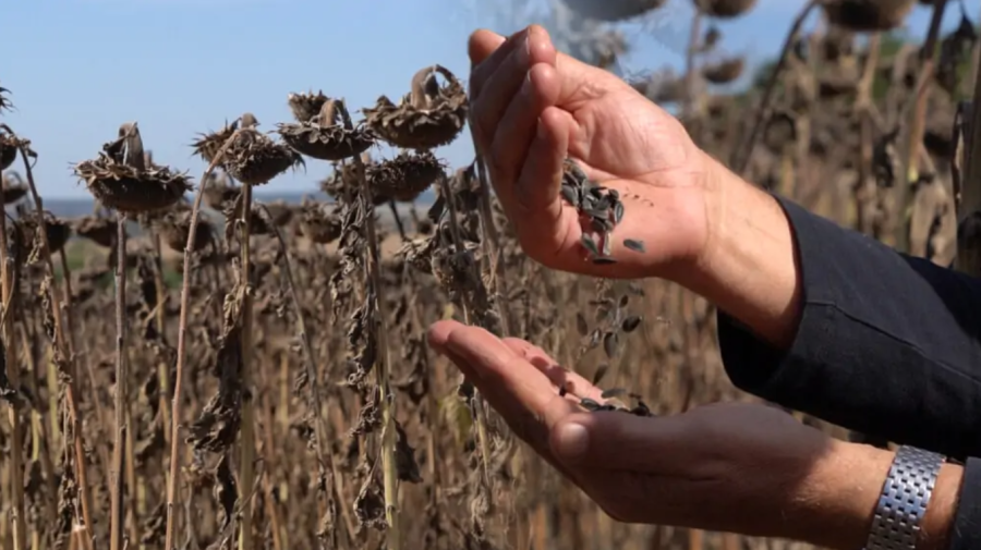 Floarea-soarelui atinge culmi istorice, dar industria de ulei pierde 66% din exporturi