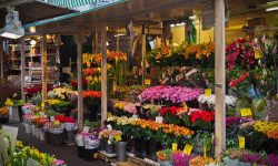 Florarii, din nou sub tunurile fiscului