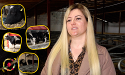 VIDEO Soţii Antoci au revenit din Italia la Făleşti pentru a-şi realiza visul – au propria fermă de vaci