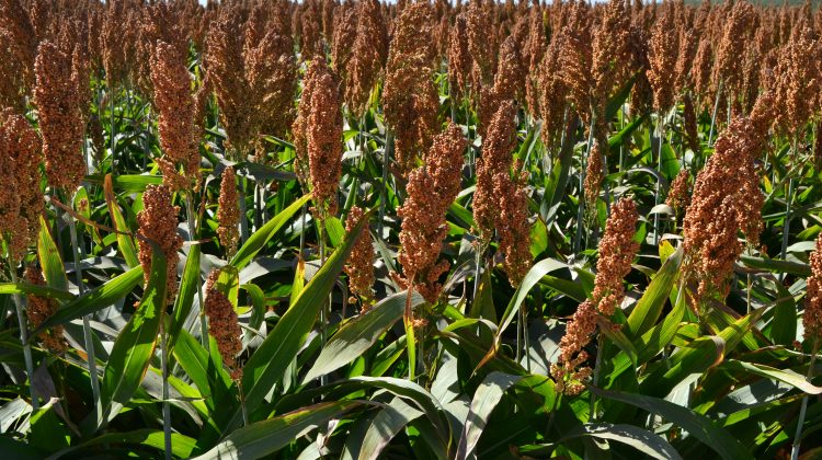 „Cămila agriculturii” cade din picioare: Exporturile de sorg, la minimul ultimilor 4 ani