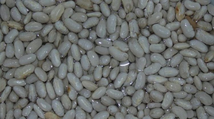 Mâncăm fasole de la alții! Moldova aproape că nu produce nimic