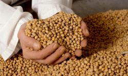 Importăm ca să mâncăm, exportăm ca să semănăm: paradoxul mazării moldovenești