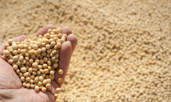Moldova, groapa de gunoi! 73% din șrotul de soia importat este modificat genetic