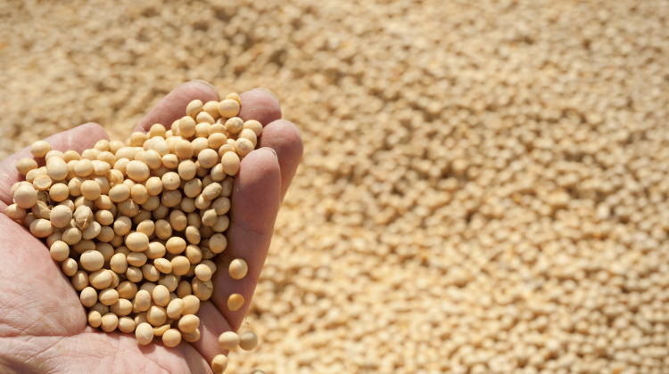 Moldova, groapa de gunoi! 73% din șrotul de soia importat este modificat genetic