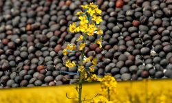 Gata cu exportul de materie primă! Rapița moldovenească se vinde acum la preț de aur