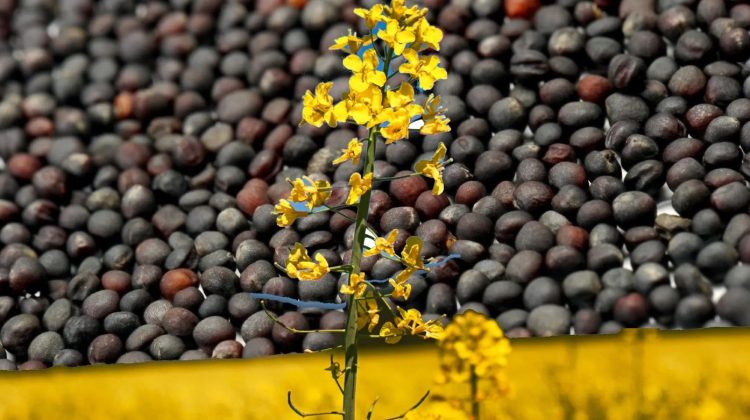 Gata cu exportul de materie primă! Rapița moldovenească se vinde acum la preț de aur