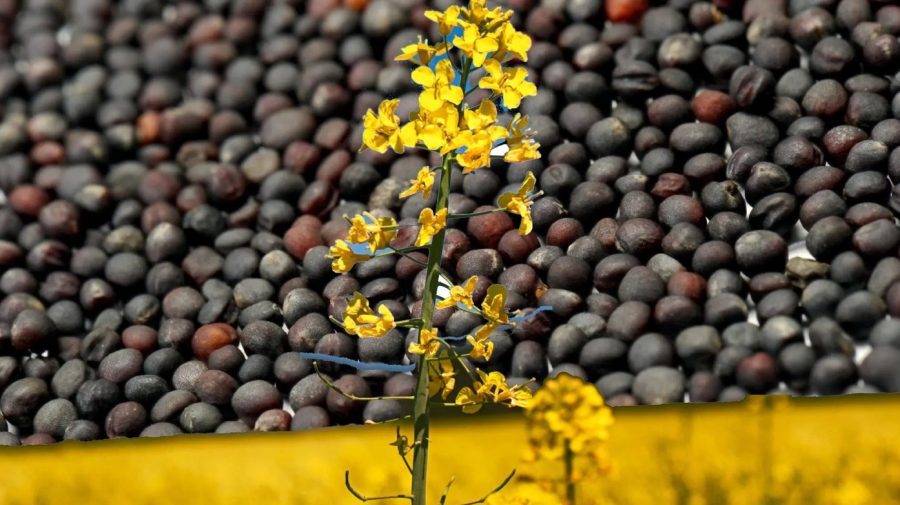 Gata cu exportul de materie primă! Rapița moldovenească se vinde acum la preț de aur