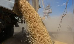 O companie face legea! A exportat o cincime din tot grâul țării