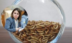 BREAKING GÂNDAC! Larvele de făină intră oficial în pâine, porridge și batoane! Bon appétit, Moldova