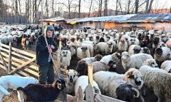 Bani pentru crescătorii de oi și capre. Fermierii au depus cereri în sumă de 52 milioane lei
