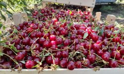 Moldova, pe locul 4 în lume la exportul de vișine în iunie — jumătate din cantitate a plecat în Polonia la preț record