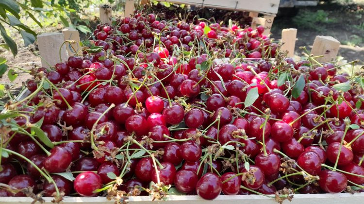 Moldova, pe locul 4 în lume la exportul de vișine în iunie — jumătate din cantitate a plecat în Polonia la preț record