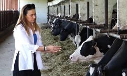 Republica Moldova – țara fără lapte propriu! Catlabuga: 62% din materia primă e importată din Ucraina